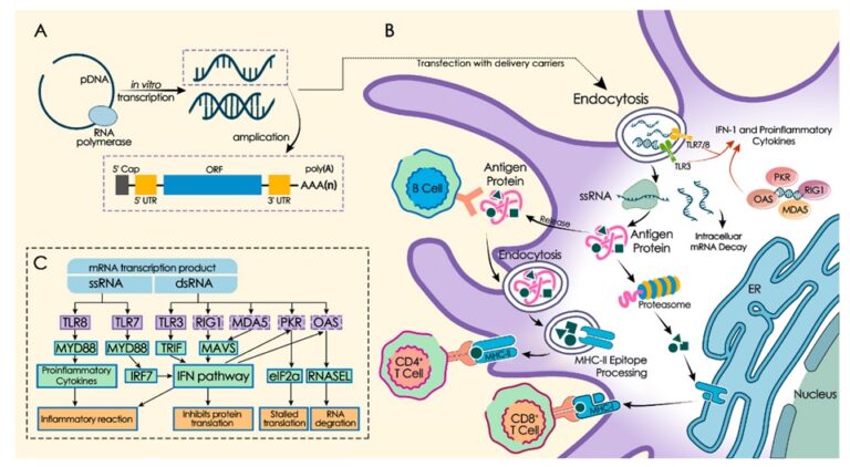 mRNA Vaccine: Trends, Truths and Future Potential