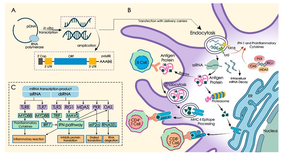 Feature image mrna vaccine